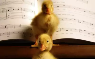 Two Yellow Ducklings Standing On The Piano
