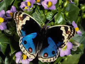 Close-up of a blue and black butterfly showcasing vibrant wing colors and intricate patterns