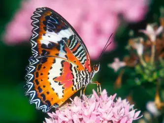 Nature Wallpaper - Butterfly on Flower