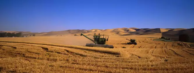 Wheat Field harvesting