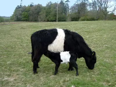 Cow with Baby Calf: A Tender Moment
