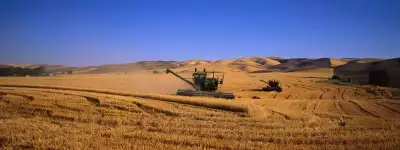 Wheat Field harvesting