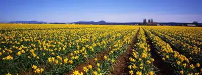  Yellow Flower Field
