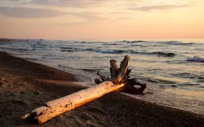 Wood on the Beach