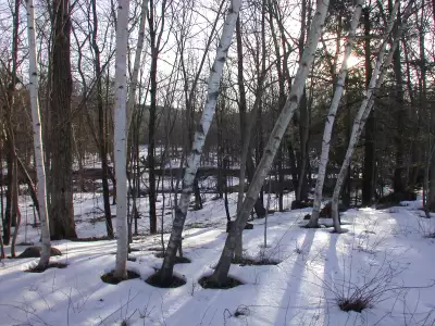 Winter Wonderland: Serene scene of snow-covered trees