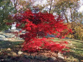 Autumn Tree
