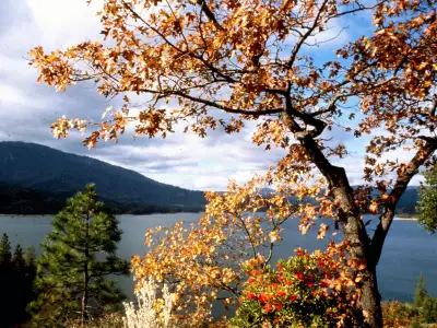 Autumn - Lake and Tree