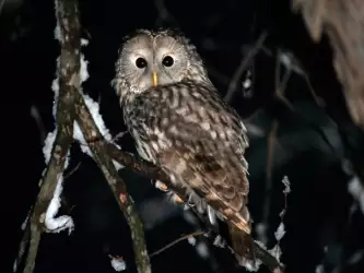 Majestic Owl: Symbol of wisdom and mystery