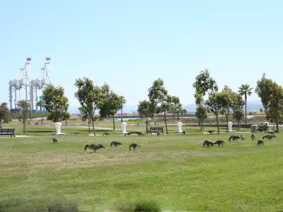 Park Cranes