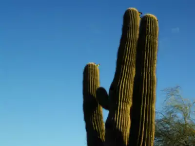 Cactus Arizona