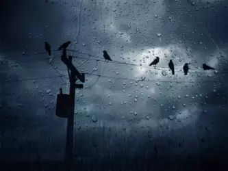 Rain And Birds On The Wire
