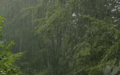 Rainy Forest