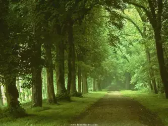Road with a green trees on the each side