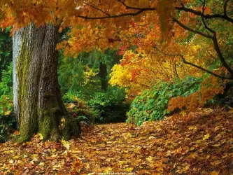 Forrest Autumn