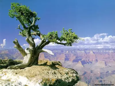 Nature Tree on Rock