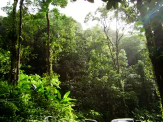 Rainforest and Trees: Nature's Symphony in the Lush Wilderness