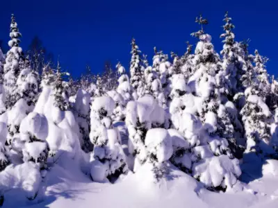 Winter Snow Nature053