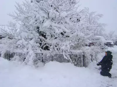 Winter Snow Nature091