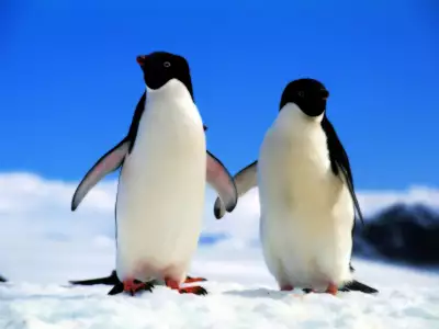 Two Penguins in Snow Wallpaper