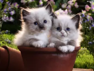Cute Cats