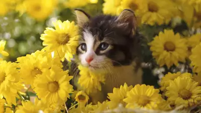 Cute Cats Wallpaper: Adorable Feline Friends