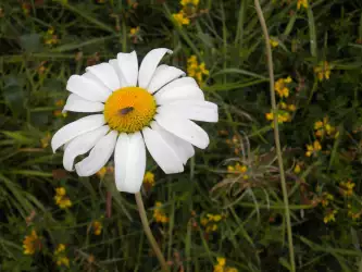 Blooms in the Breeze: A Symphony of Flowers on Meadow Fields