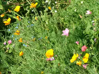 Flowers On Meadow Fields
