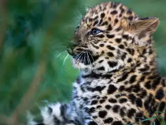Mountain Leopard