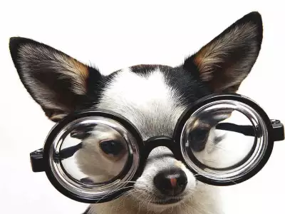 Funny Dog with Glasses Wallpaper
