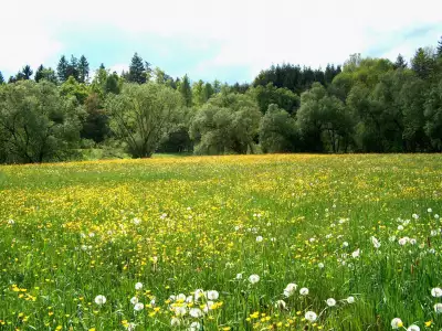 Flowers On Meadow Fields