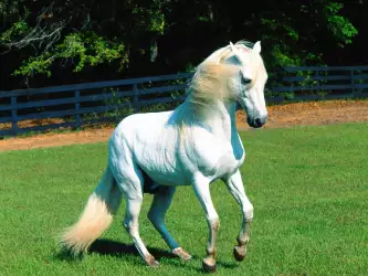 White Horse: Symbol of Elegance