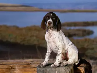 Brown And White Pointer Puppy