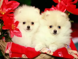Christmas Pomeranians