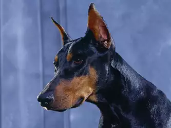 The Doberman Pinscher: Elegance, Loyalty, and Fearless Guardian