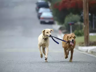 Dog Walking, Golden And Yellow Labrador Retriever Mix
