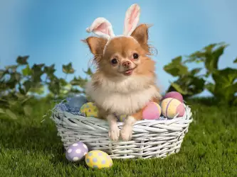 Easter Eggs Holiday with Cute Dog