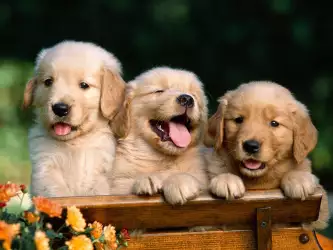 Friends Forever, Golden Retriever Puppies