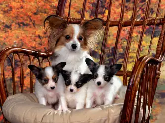 Papillon Mom And Puppies