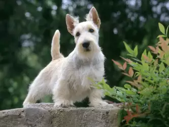 Samari: The Wheaten Scottish Terrier with Irresistible Charm
