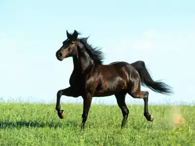 Animal Horse