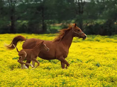 Animal Horse