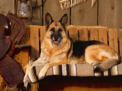 Country Canine, German Shepherd