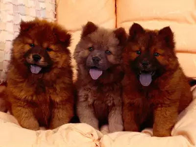 Cozy Couch, Chow Chow Puppies