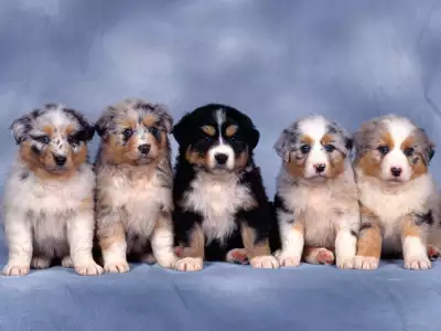 Fluffy Five, Shepherd Puppies