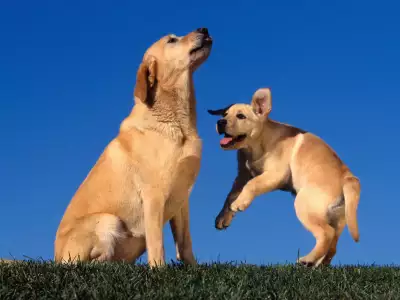 Playing For Mom, Yellow Labradors