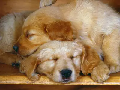 Sleepy Pups