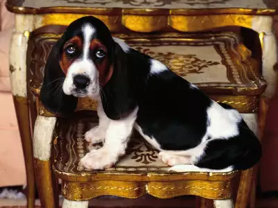 Table Topper, Basset Hound