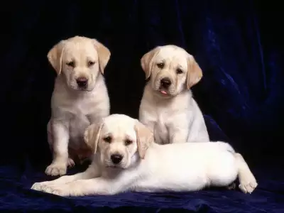 Trinity, Labrador Puppies