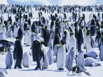 Playful Penguins: Charming Arctic Creatures Wallpaper