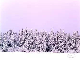 Winter Forrest